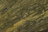 Polished Stromatolite (Kussiella) Slab - Billion Years #130627-1